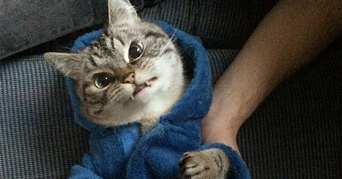 Loki cat hotsell