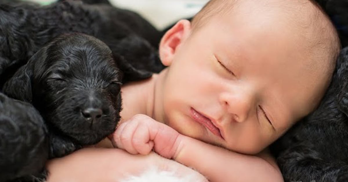 Newborn sleeps surrounded by puppies in these adorable pics