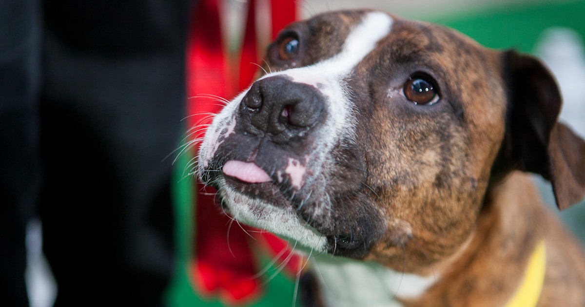 #MakeADogsDay: Meet 3 dogs who are ready for adoption