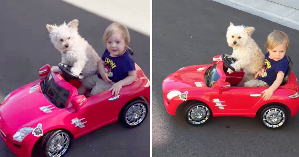 Dog 'drives' little boy in toy car, breaks speed limit for cuteness