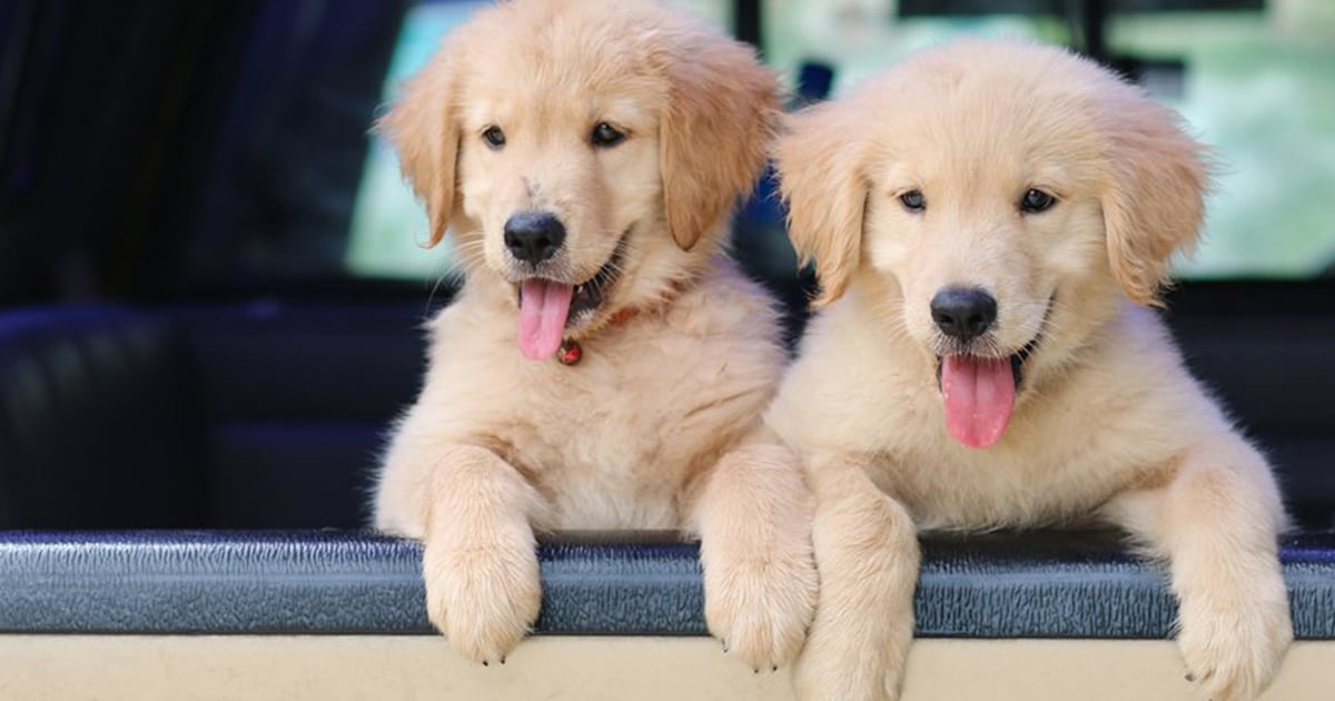 Cute dog gifts clearance