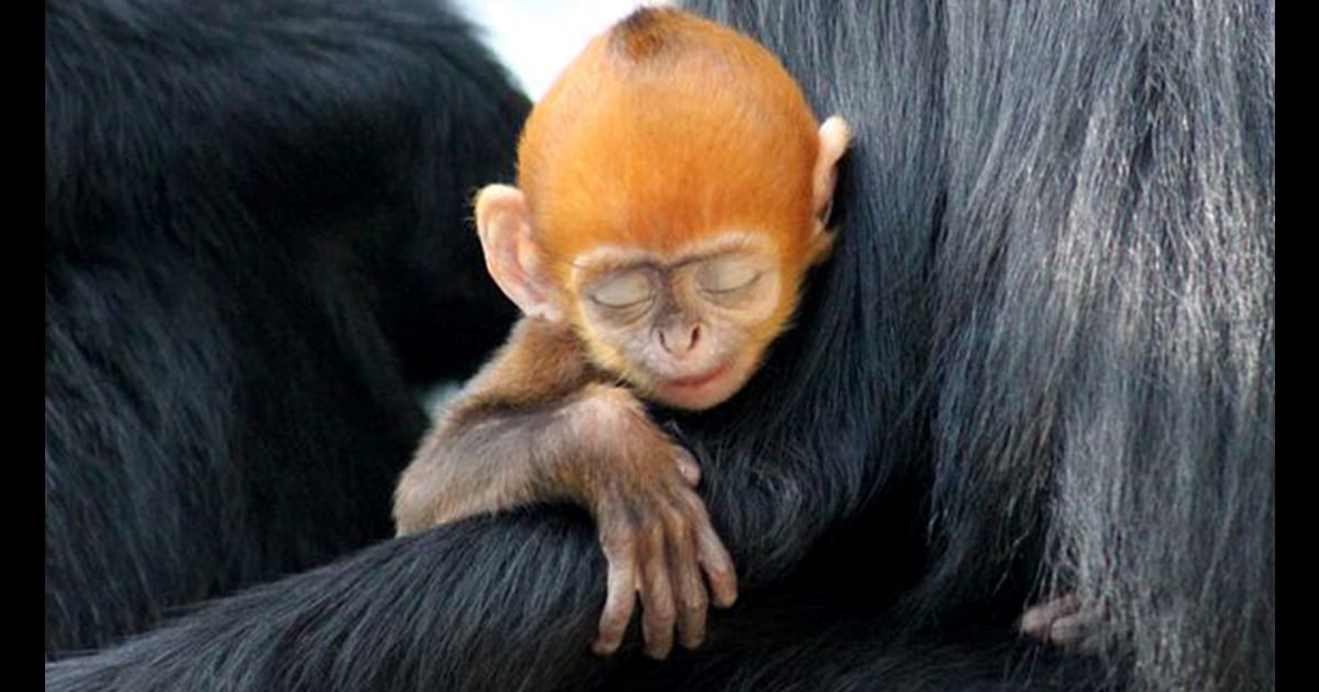 Australia zoo rare monkey See the bright orange beauty up close