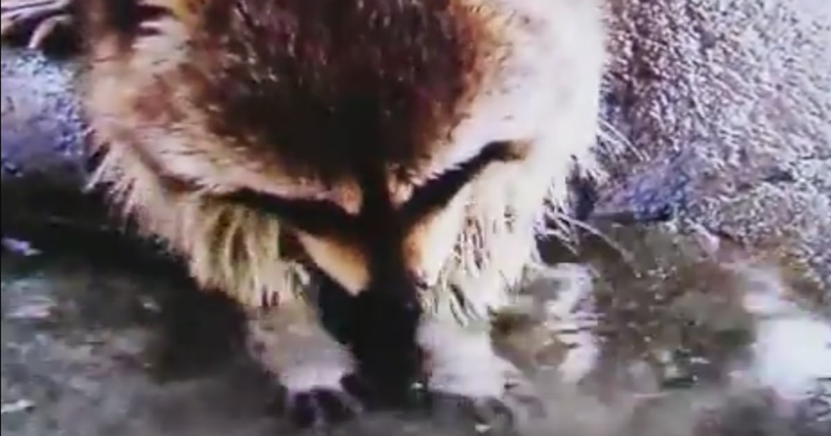 Noooo! Watch this raccoon wonder where its cotton candy went