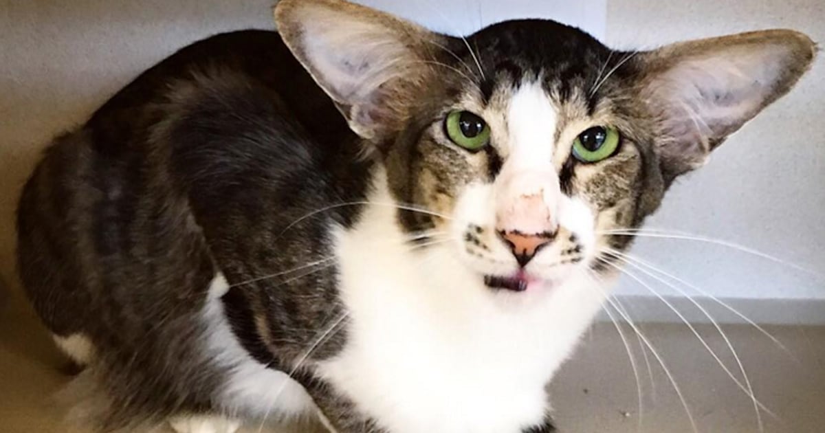 This cat looks just like 'Star Wars' actor Adam Driver