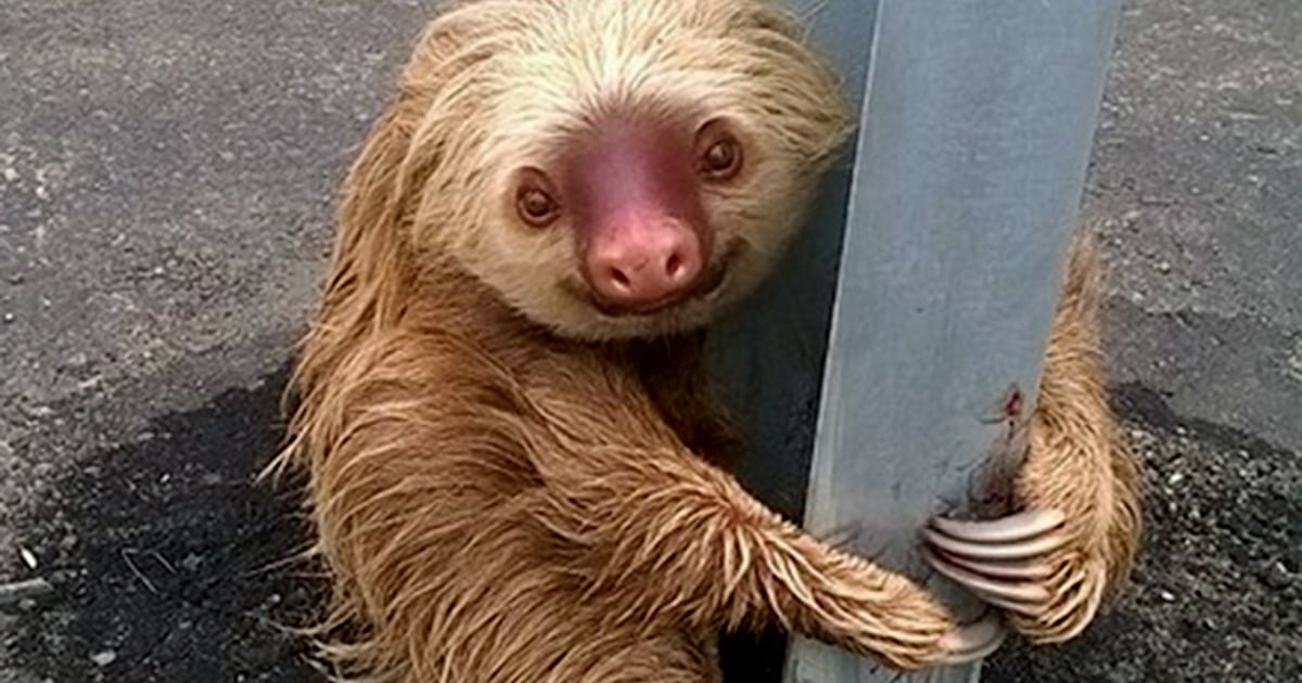 Sloth gets help from police after getting stranded on a highway in Ecuador