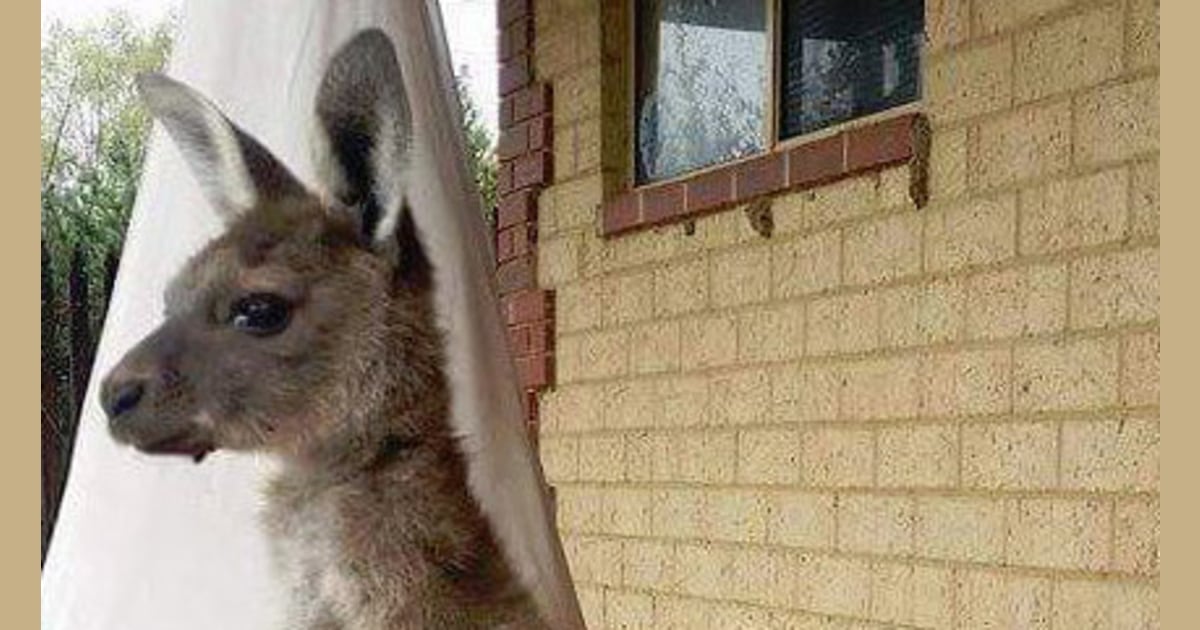 Clinic helps baby kangaroo get bandaged up after brush fire