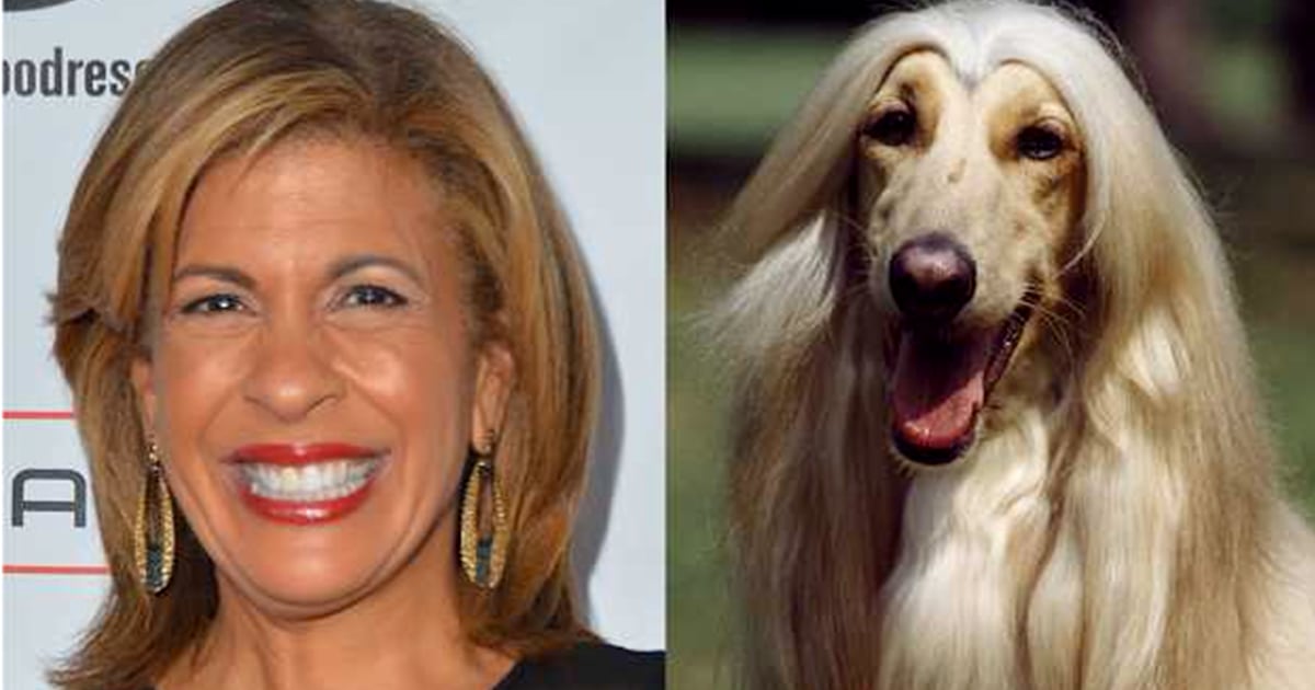 What dog do i look discount like photo