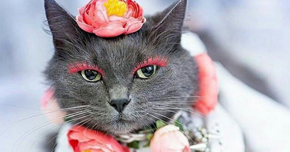 From starving to stardom: the most fashionable kitty on Instagram