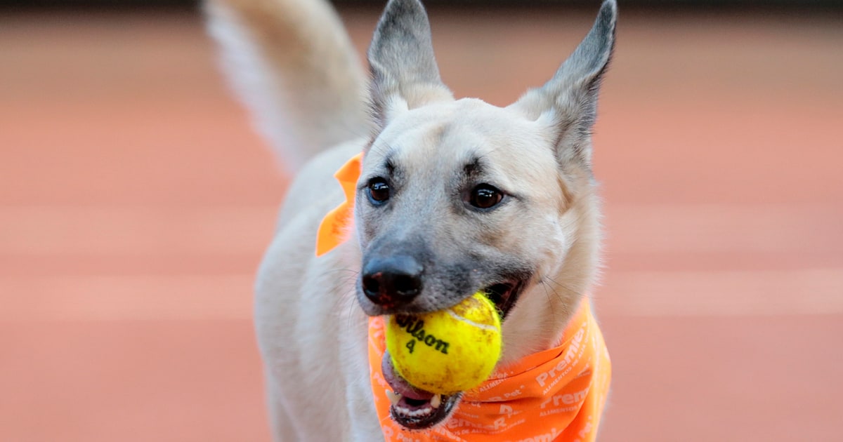 Love! Shelter dogs serve as ball boys at Brazil Open event