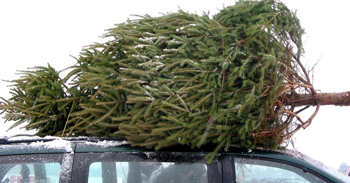 How to buy and take care of your Christmas tree