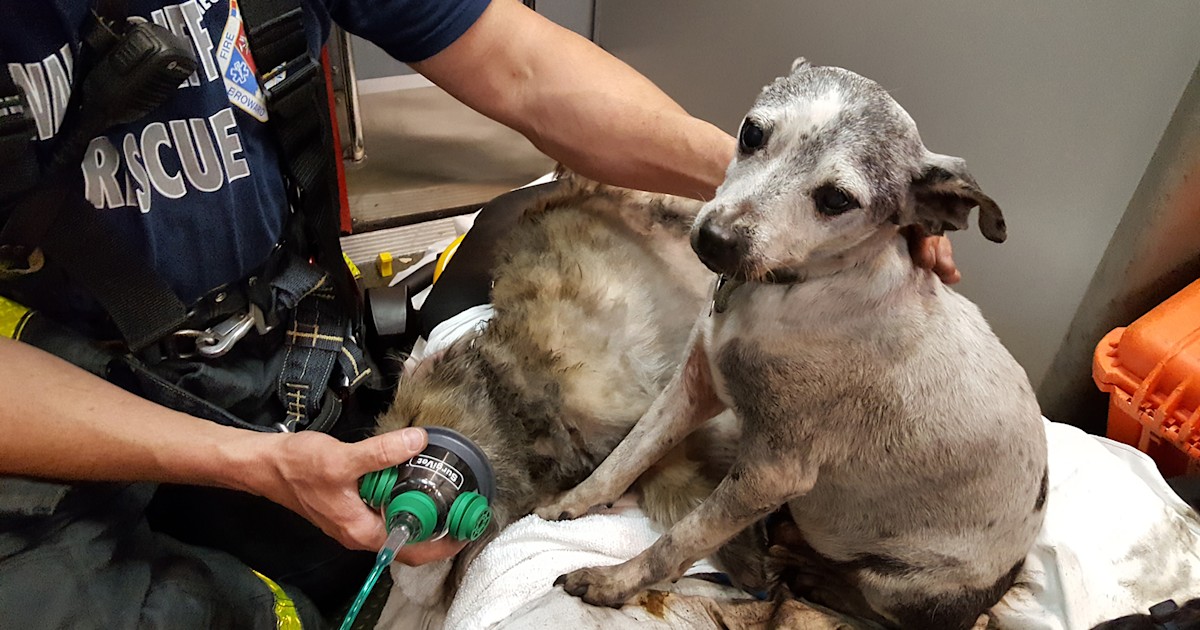 Firefighters rescue 33 dogs found 'gasping for air' in Florida house fire