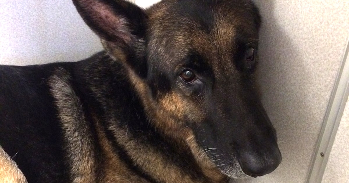 Neighbors, loyal dog save family in devastating house fire