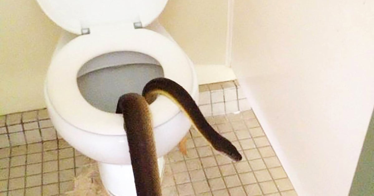 Massive snake slithers out of ladies' room toilet in Australia, your next nightmare