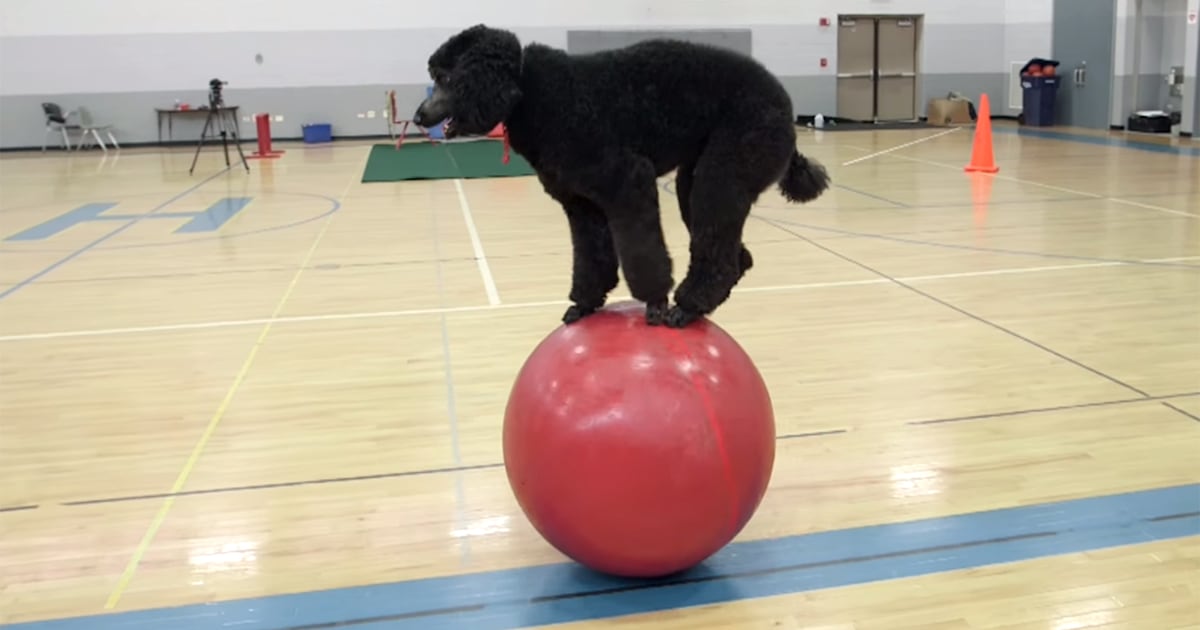 dog-sailor-guinness-balance-ball-today-160602-tease.jpg