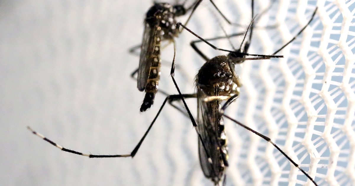 Zika mosquito new arrivals