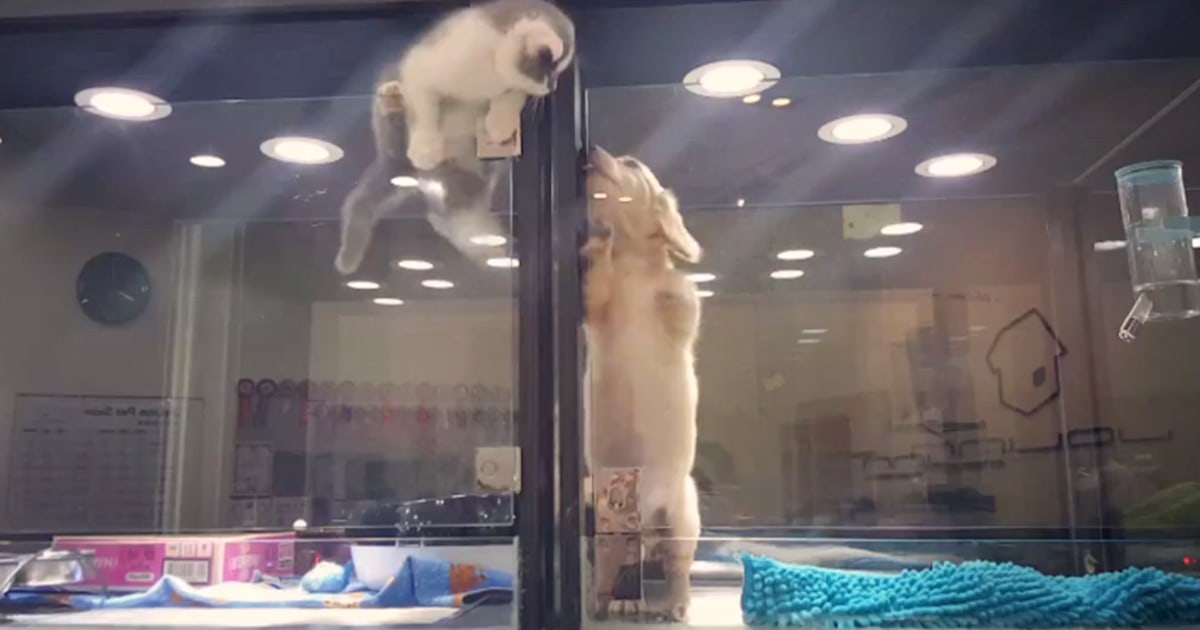 Puppy love pet store cheap