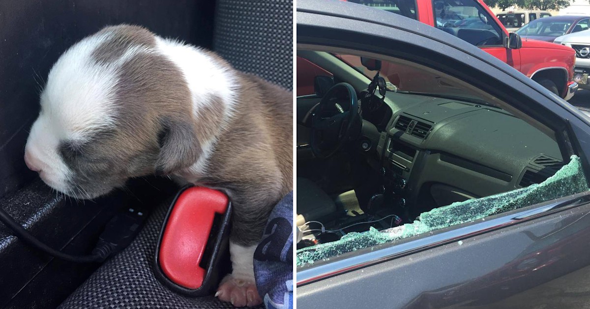 Police use dog rescued from hot car to deliver message about pet safety