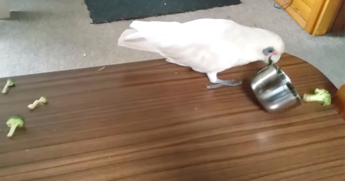 This sassy bird hates broccoli as much as H. W. Bush