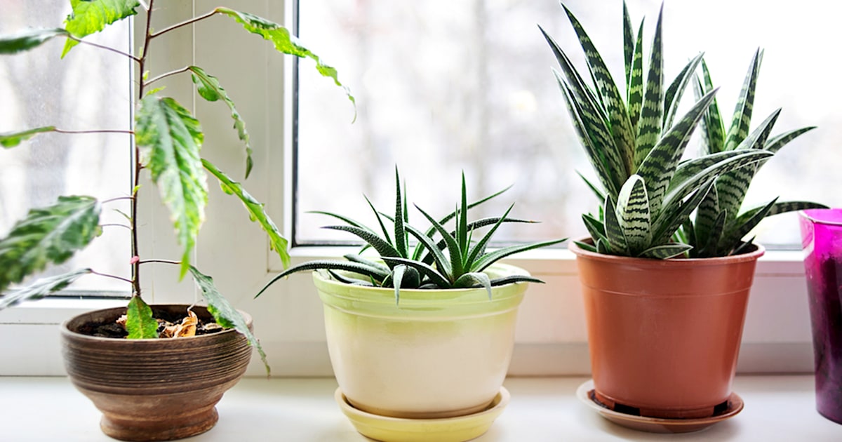 The 3 best air-purifying house plants