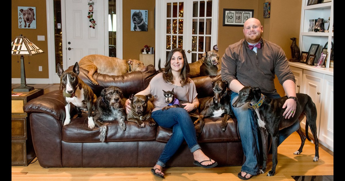 Couple Creates Humongous Bed So They Can Sleep Comfortably With 8 Rescue Dogs Couple Creates Humongous Bed So They Can Sleep Comfortably With 8 Rescue Dogs
