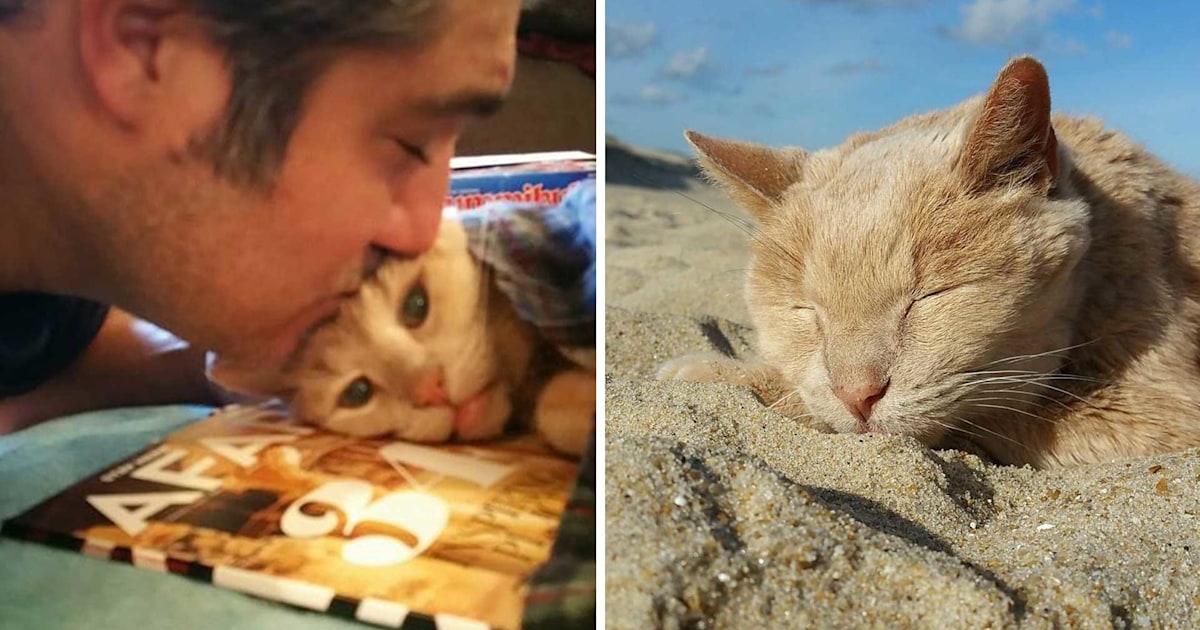 Cat abandoned in old age finds home, bucketlist adventure