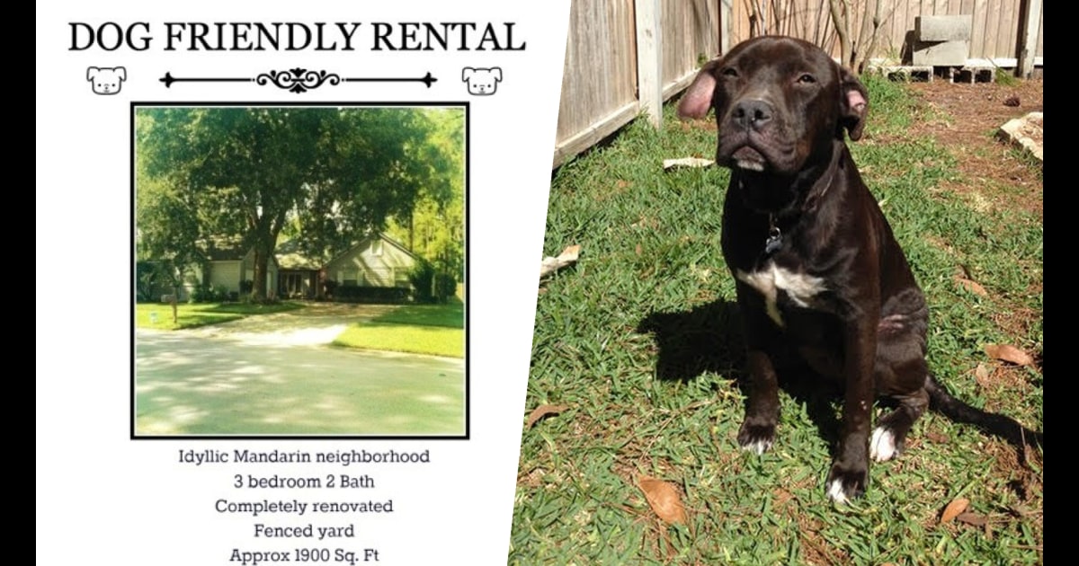 Landlord only rents to tenants with big dogs, like pit bulls