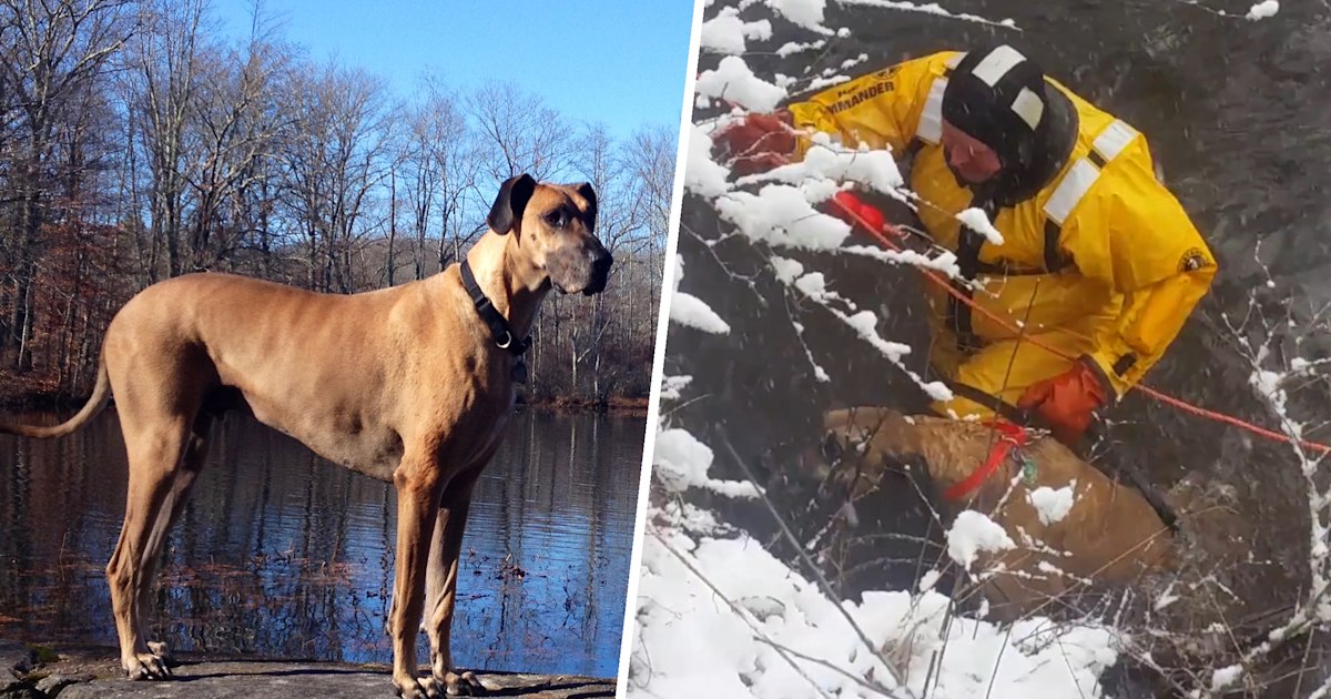 Great Dane falls into icy river — 2 firefighters rescued him