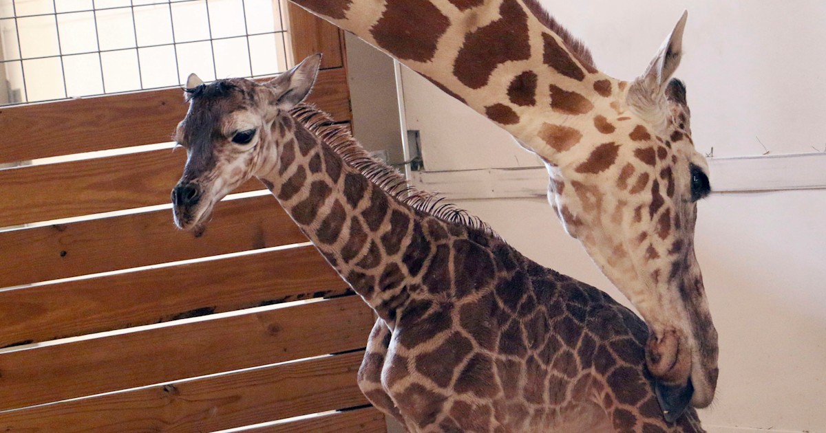 April the Giraffe's baby finally has a name — meet Tajiri!