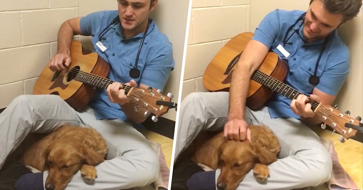 Veterinarian sings to scared dog before her surgery