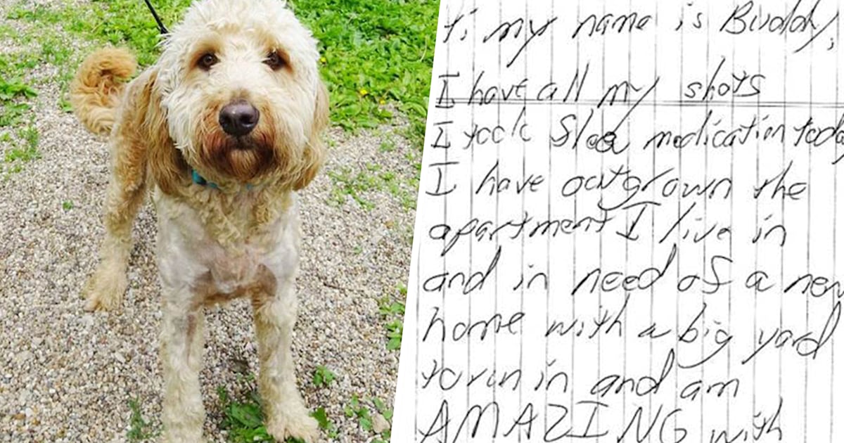 Heartbreaking note left with ‘loved and cherished’ abandoned dog