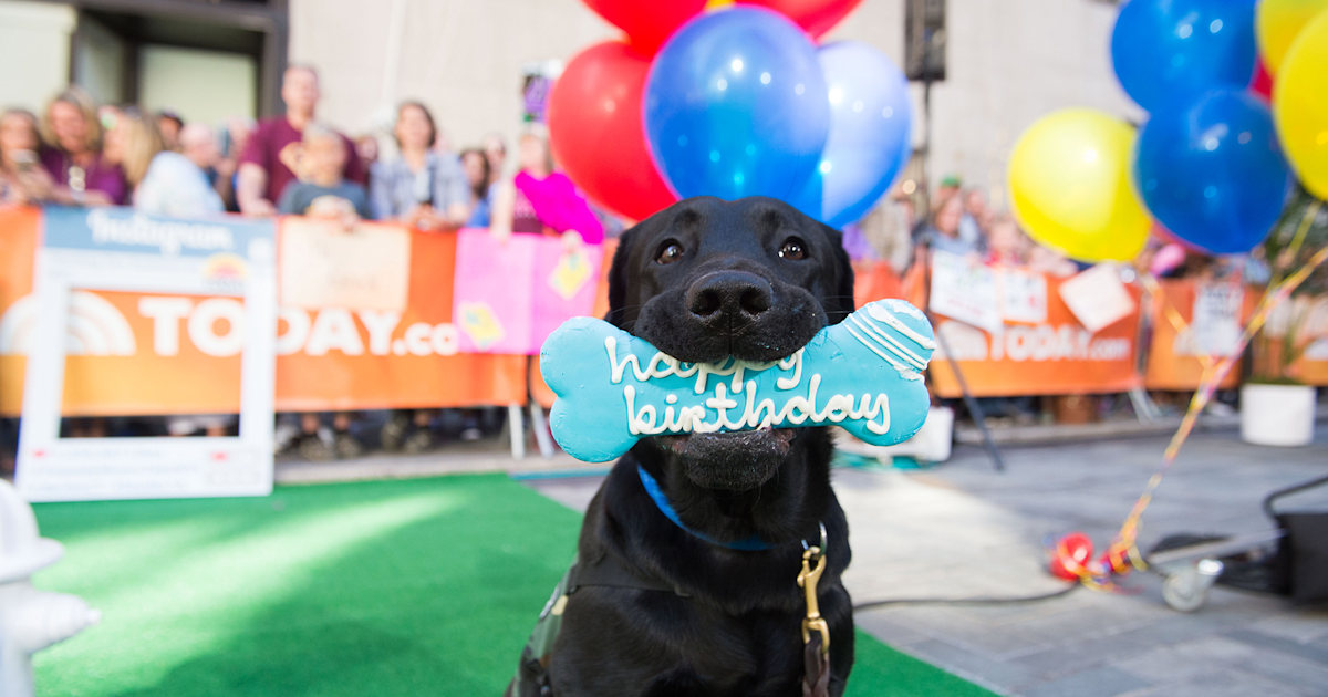 Puppy party today show online