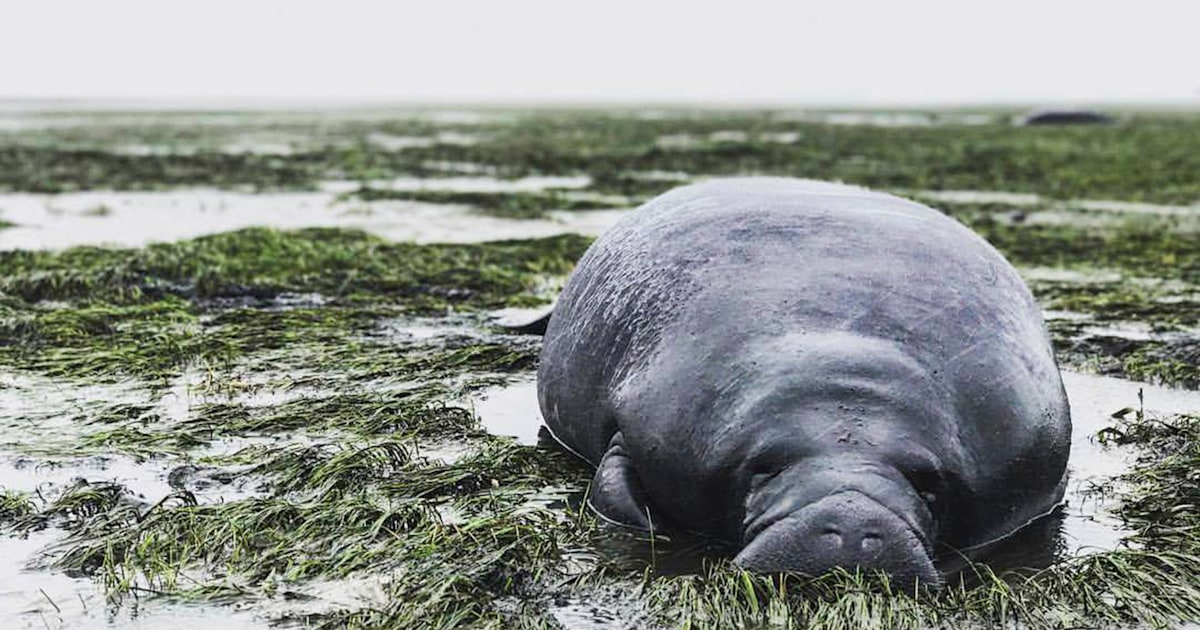 Hurricane Irma manatees rescued after getting stranded on Florida beach