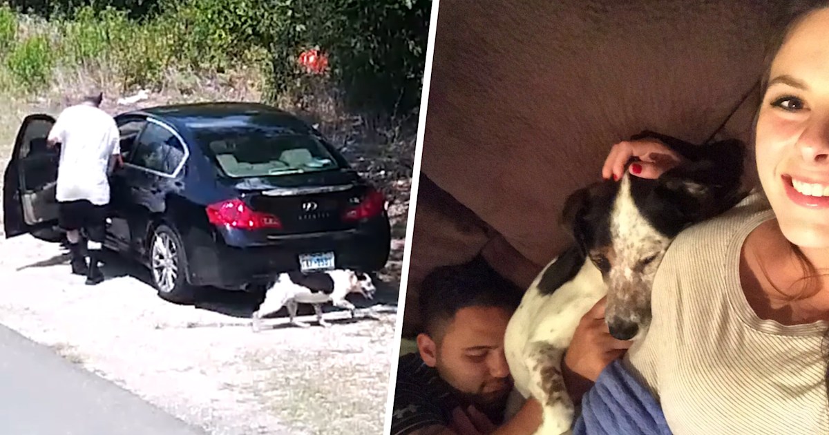 Dog abandoned by side of the road in Dallas is adopted