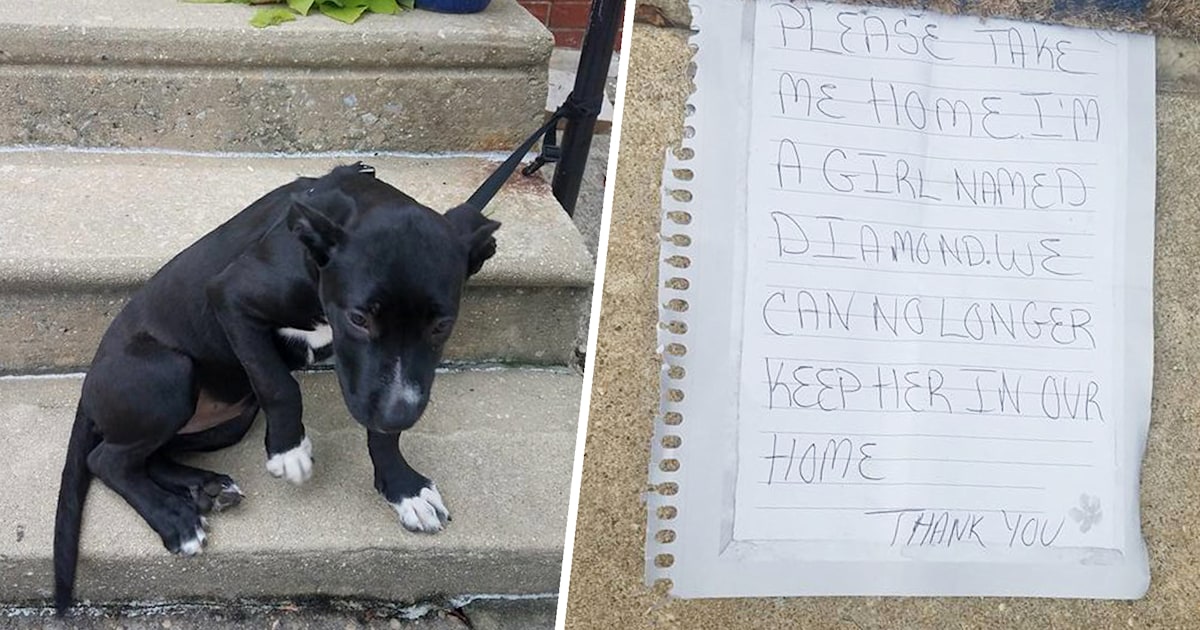 Dog abandoned with heartbreaking note and bag of pizza