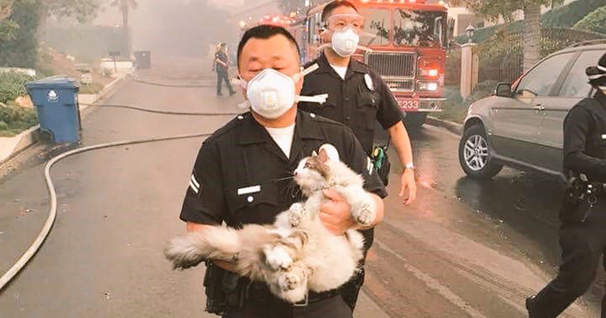 How to help animals affected by the California wildfires