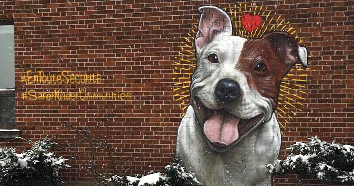 Montreal scraps pit bull ban after protest, election