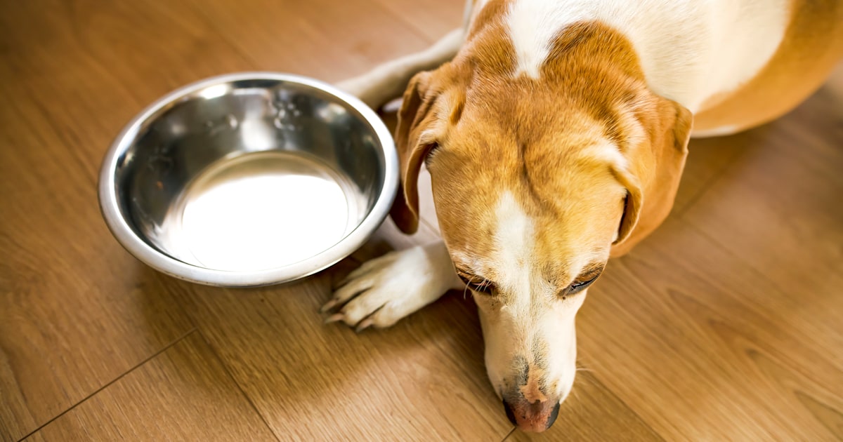 Ol roy wet dog food recall clearance
