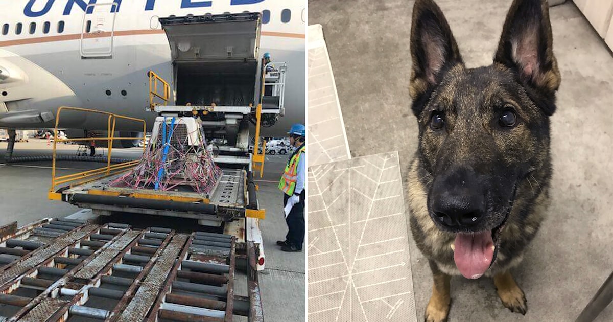 United Airlines accidentally sends dog to Japan