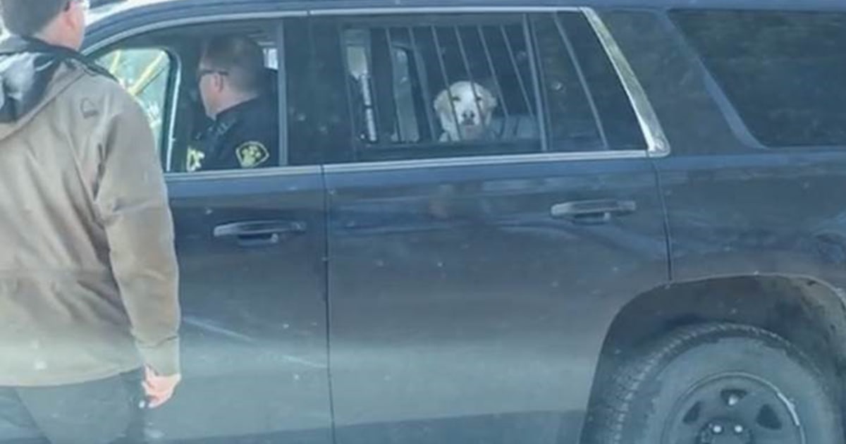 Dog gets 'arrested' for chasing a deer, and the photo is priceless