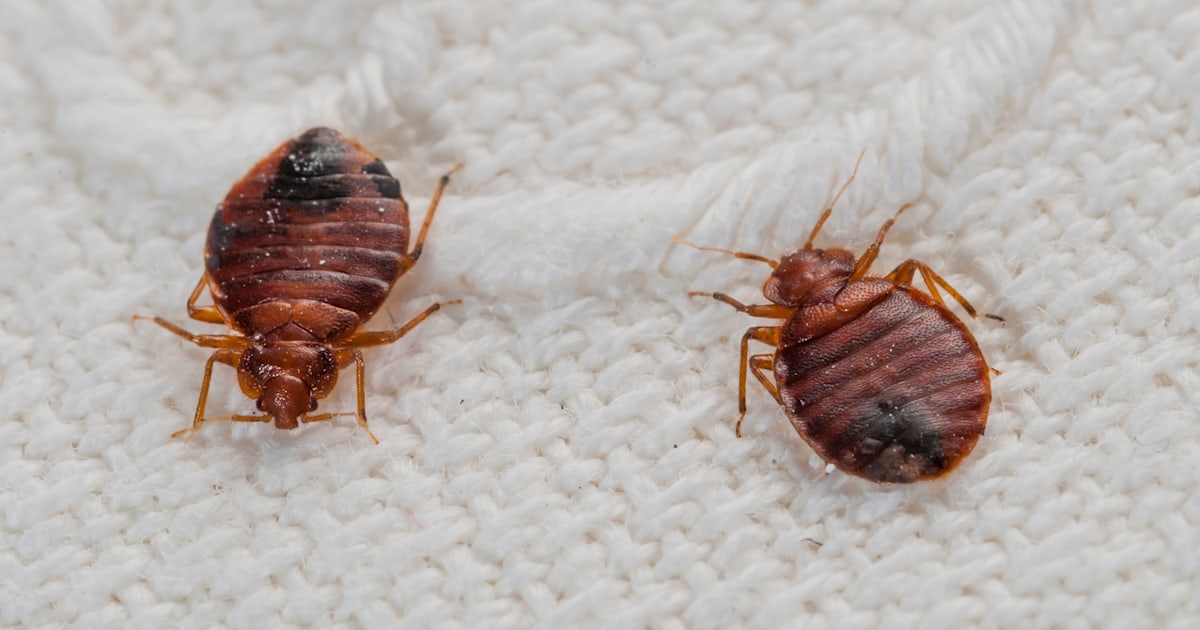 bed bug exterminator charlotte nc