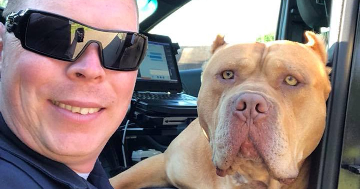 'Vicious' dog call turns into friendship between pit bull and police