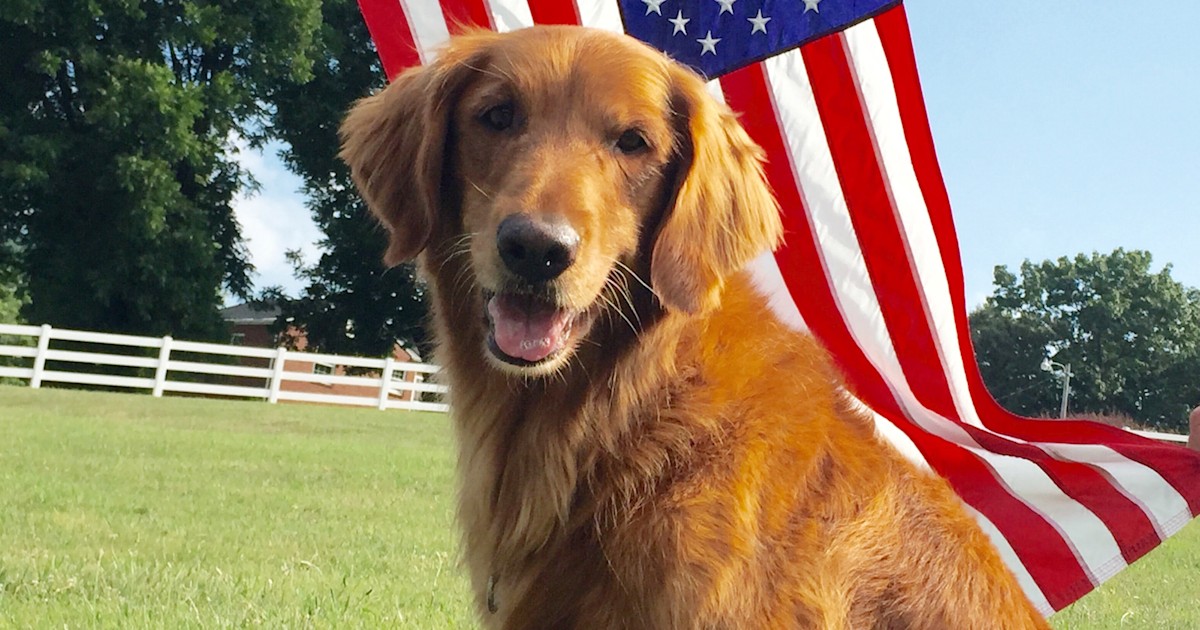 Dog who played Duke in famous Bush's Baked Beans commercials dies