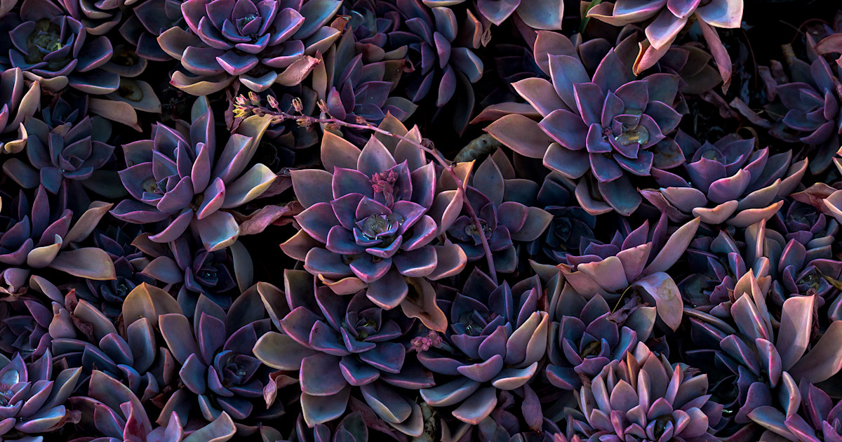 Goth succulents are a thing just in time for Halloween