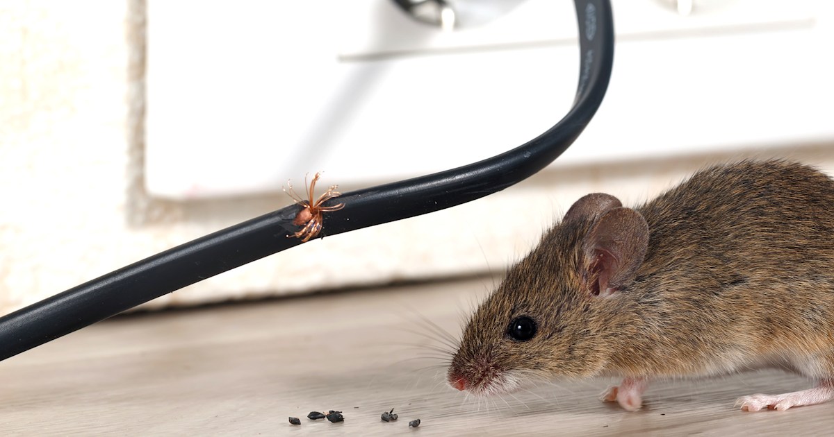 How Much Does Rat Extermination or Removal Cost From Roof 2018?