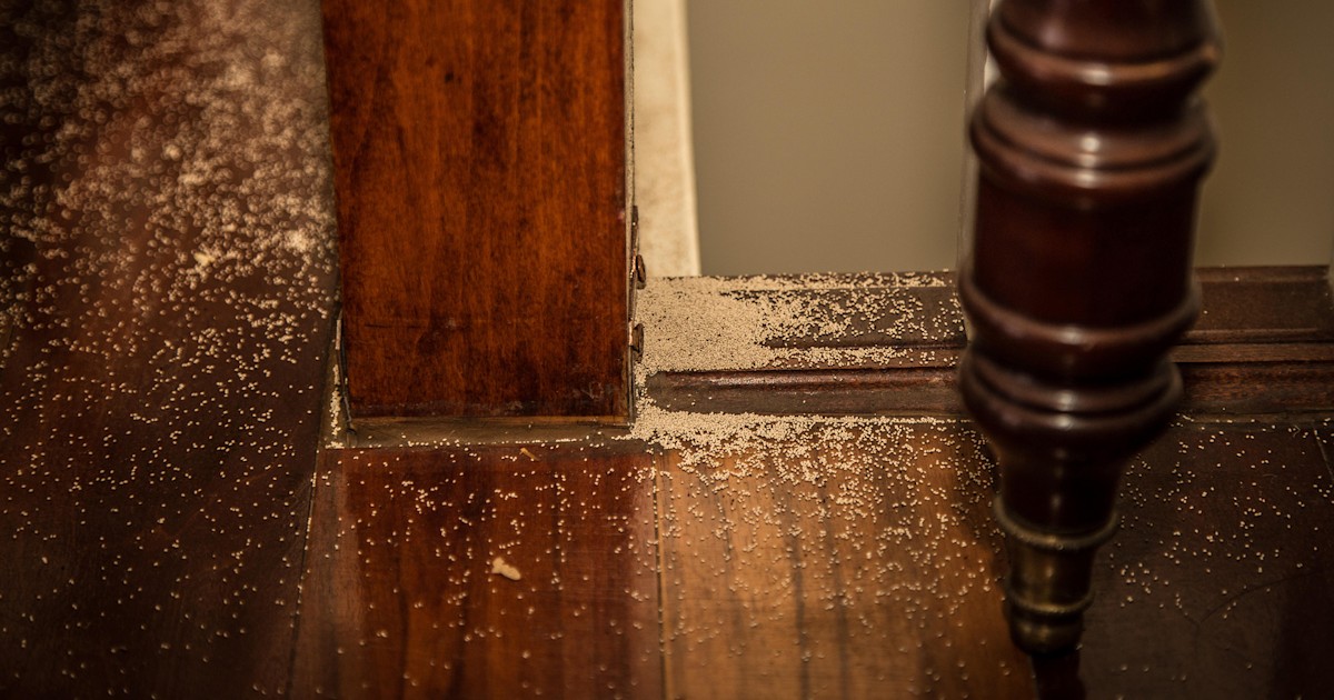 Termites Termite Treatments, How To Get Rid Of Termites In Hardwood Floor