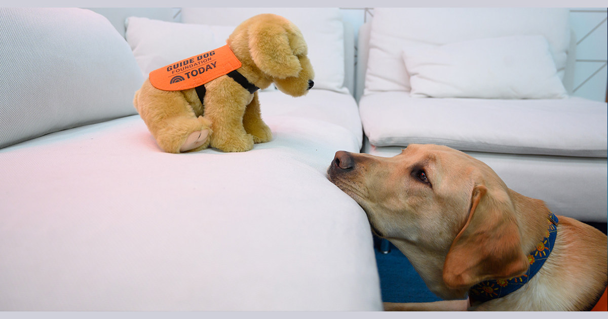 Teddy guide dog puppy online