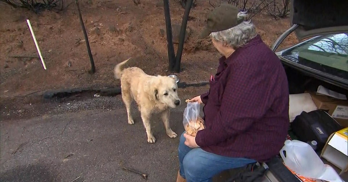 Woman who escaped wildfire returns home to find lost dog waiting for her