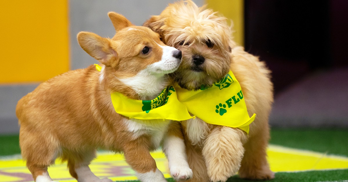 Puppy Bowl 2019 Animal Planet reveals starting lineup