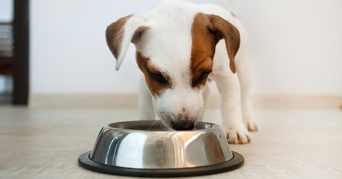 List of recalled dog food 2019 sales