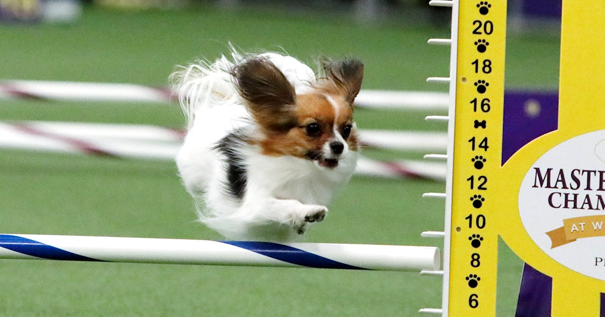 Westminster dog agility shop 2019